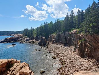 Scenic view of forest against sky