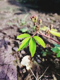 Close-up of green plant