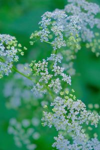 Close-up of flowering plant