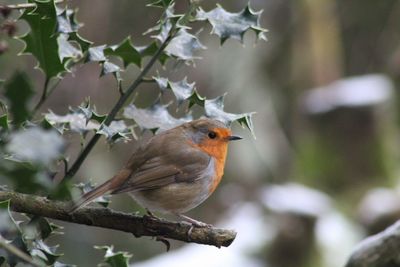 Close-up of bird perching on branch