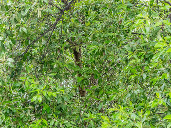 Full frame shot of a tree