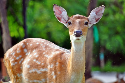 Close-up portrait of deer