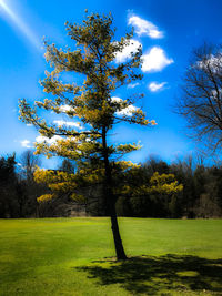 Trees on field against sky