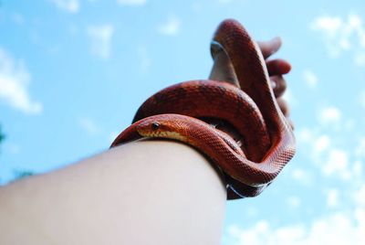 Low angle view of hand holding lizard against sky