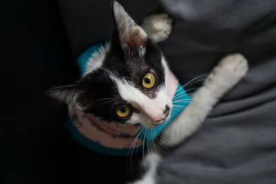 Close-up portrait of a cat