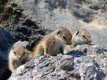 Squirrel on rock