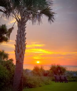 Scenic view of palm trees against sky during sunset