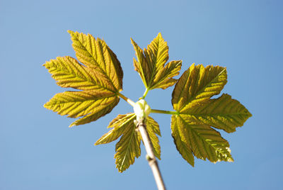 Low angle view of yellow leaves against clear sky