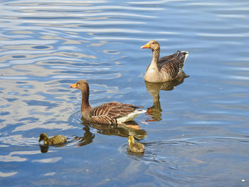 Duck swimming in lake