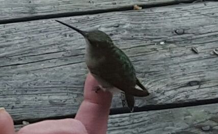 Close-up of cropped hand holding wood