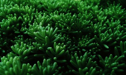 Close-up of plants growing outdoors