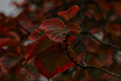 Close-up of maple leaf on tree