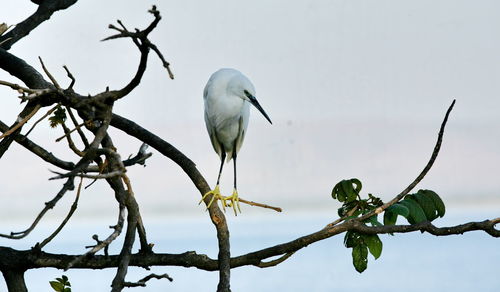 Low angle view of bird perching on branch