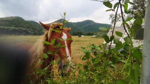 Woman with umbrella on mountain against sky