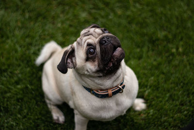 Portrait of a dog on field