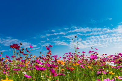 Pink flowering plants on field against blue sky