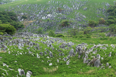 View of sheep on ground