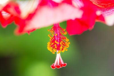 Close-up of pink rose flower