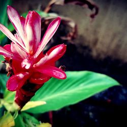 Close-up of pink flowering plant