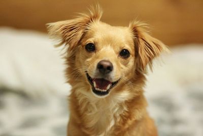 Close-up portrait of dog