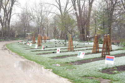 Trees growing in cemetery