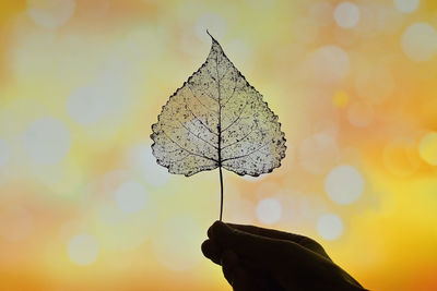 Abstract autumn dry transparent poplar leaf