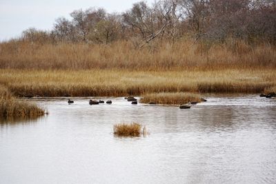 Ducks swimming in lake against bare trees