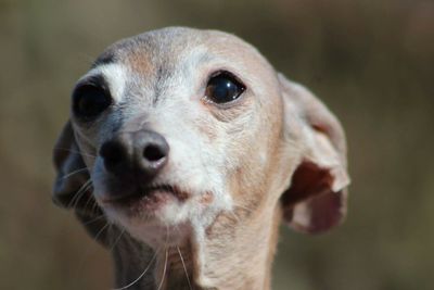 Close-up portrait of an animal