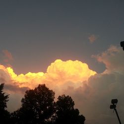 Low angle view of trees against sky at sunset