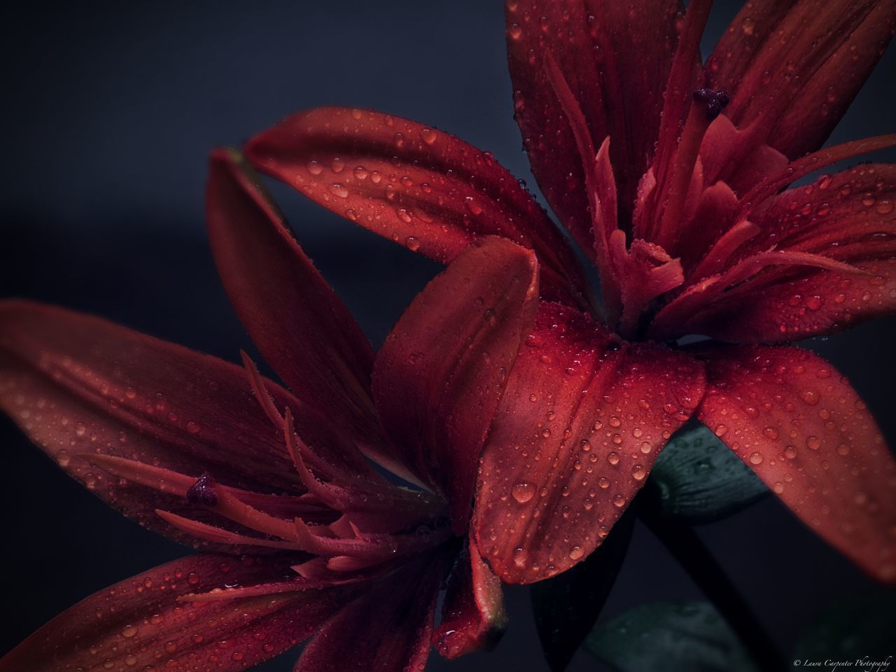 CLOSE-UP OF RED ROSE WITH WATER DROPS ON PLANT