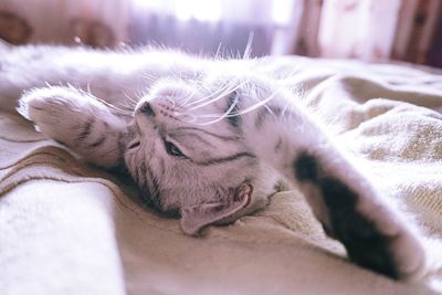 Close-up of cat lying on bed