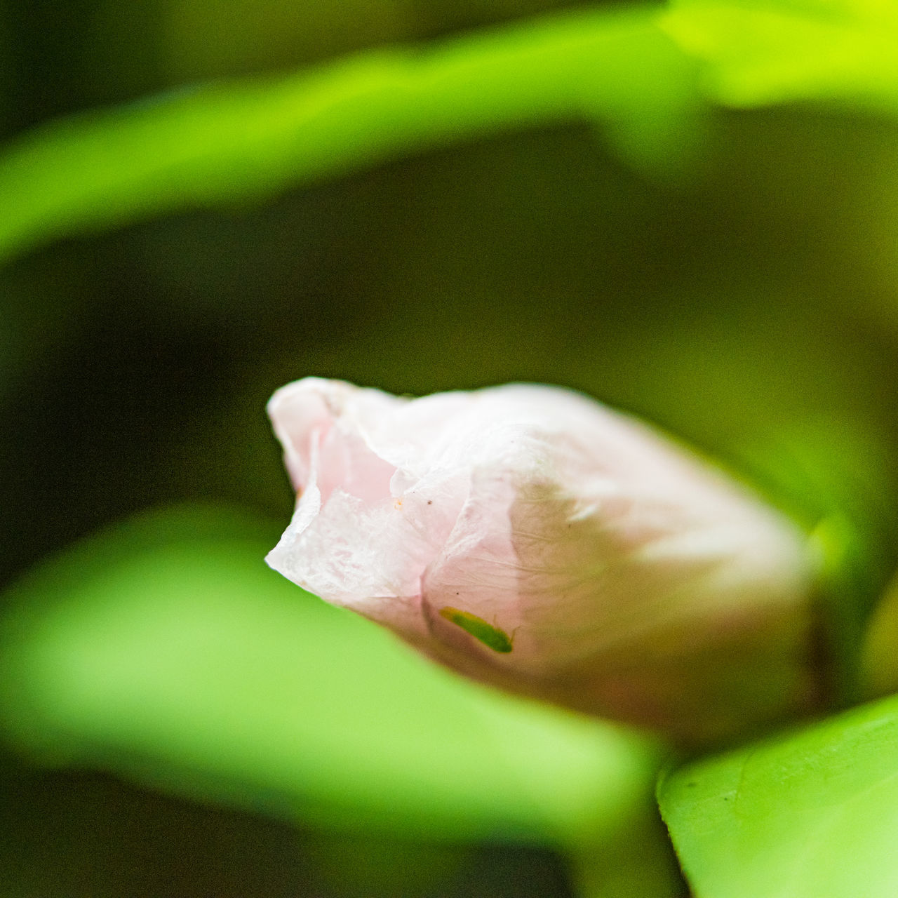 CLOSE-UP OF ROSE IN GREEN LEAF