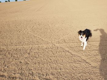 High angle view of dog running on sand