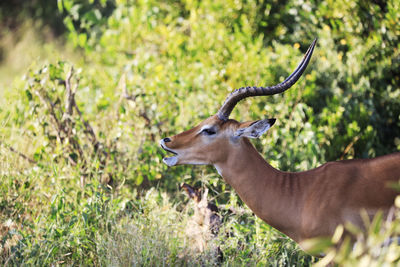 Impala gazelle in tsavo, kenya, africa