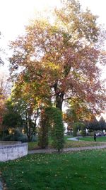 Trees in park