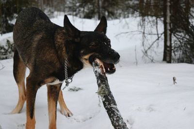Dog on snow field