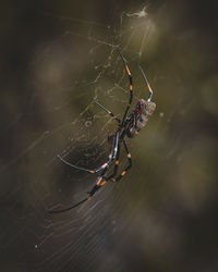 Close-up of spider on web