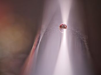 Red ladybird on steel railing