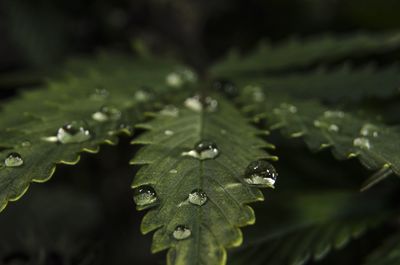 Close-up of raindrops on leaves