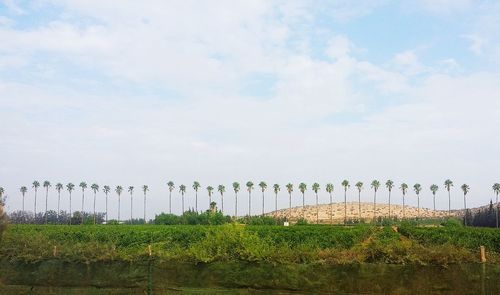 Scenic view of grass against sky