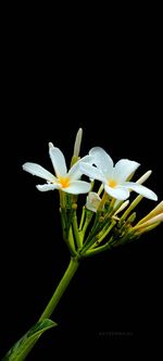 Close-up of white flowering plant against black background