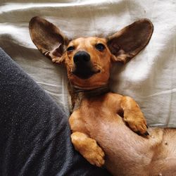 Close-up of dog sitting on bed at home with huge ears 