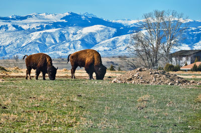 Horses on a field