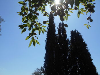 Low angle view of tree against clear blue sky