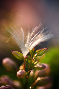 Close-up of dandelion against blurred background