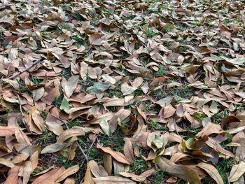 High angle view of dried leaves on field