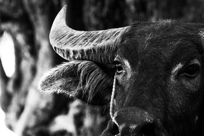 Close-up portrait of cow