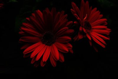 Close-up of red dahlia blooming against black background