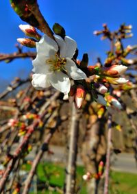 Close-up of cherry blossom