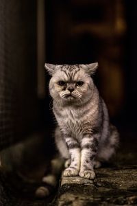 Portrait of cat sitting outdoors